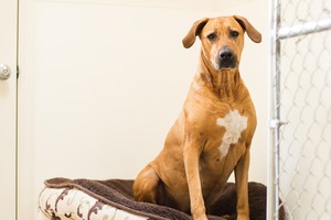 Spacious Indoor Suites